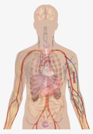 Human Skeleton Diagram Trace Skeletal System Diagram Simple 207x600