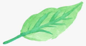 Watercolor Leaf 4 - Watercolor Green Leaf Png