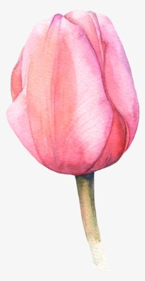 Watercolor Tulips More - Acuarela Tulipan Png