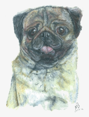 Pug, Dog, Pencil Drawing - Pug Png Artworks