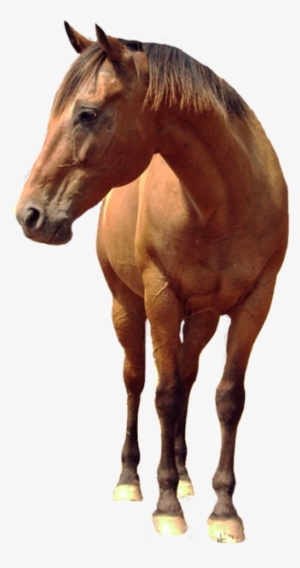 Download Amazing High-quality Latest Png Images Transparent - Horse Png