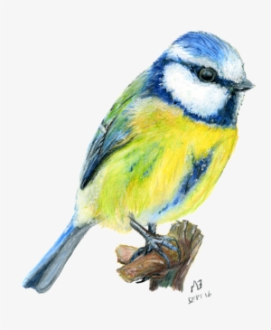Bluejay Drawing Colored Pencil Clip Art Freeuse - Blue Tit Drawing
