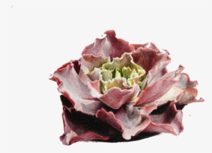 Colored Pencil Drawing Watercolor Painting Illustration - Drawing