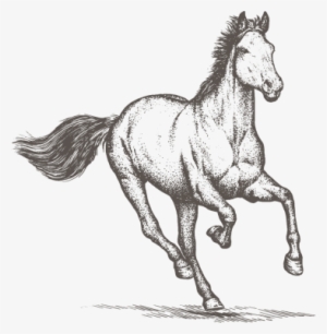 Horse Png Clipart - Horse Engrave