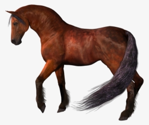 Brown Horse Png - Horse