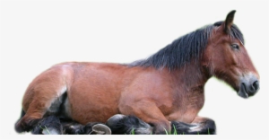 Horse Png - De Chevaux