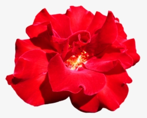 Pink Rose Clipart Png Tumblr - Red Pink Flowers Png