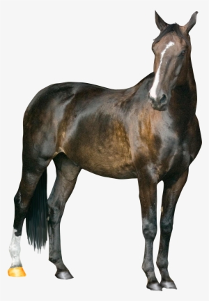 Horse Png Image Png Image