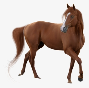 Horse Transparent Background - Horse Png