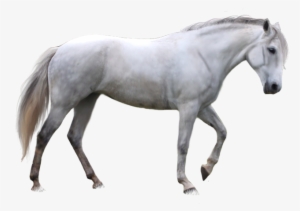 Horse Png Image - White Horse Transparent Background