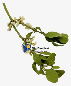 Mistletoe Is Often Planted By Wild Birds, You Can Grow - Birdfeet.net