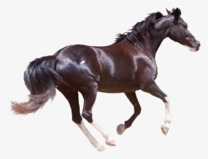 Horse Png High-quality Image - Horse Hd Images Png