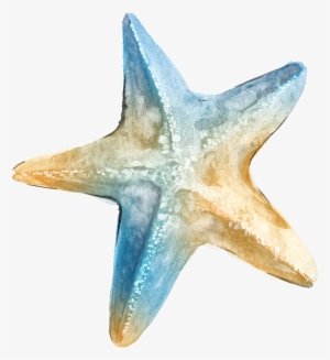 Logo Ta Clip Art - Transparent Background Sea Star Png