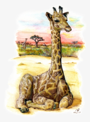 Giraffe, Watercolour Pencil Drawing - Watercolor Painting