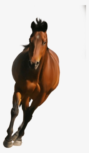 Horse Front - Horse Png Images Hd