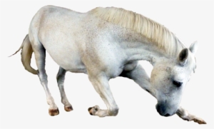 Horse Png Transparent Image - Horse