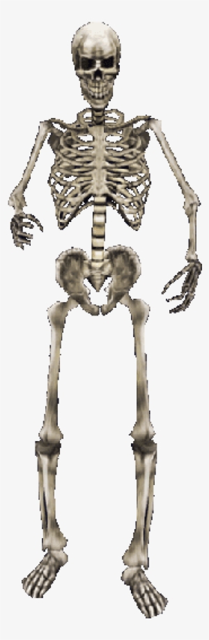 Skeletons Png Free Hd Skeletons Transparent Image Pngkit - dragon riders roblox skeleton key