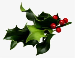Mistletoe Png