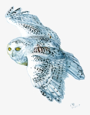 Owl Png Free Hd Owl Transparent Image Page 6 Pngkit