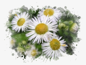 Jpg Royalty Free Stock Art Onesie For Sale By Christina - Daisy Watercolor