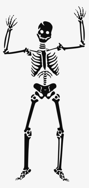 Skeleton Png - Skeleton Clipart