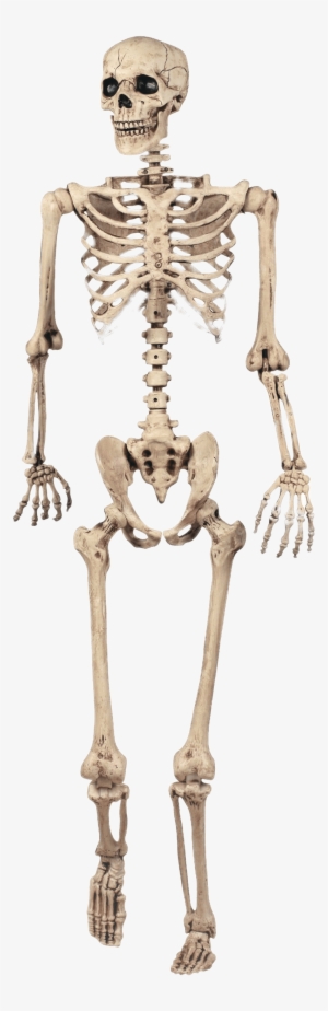 Download - Grade 5 Skeletal System