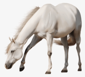 Beautiful White Horse - Free Transparent Background Horse