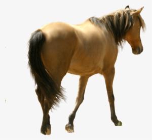 Horses Png No Background