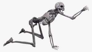 Skeleton Png