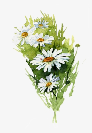 Banner Free Download Painting Common Illustration Hand - Margaritas Pintadas En Acuarela