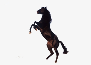 Png Transparent See-through Background - Horse On Its Back Legs