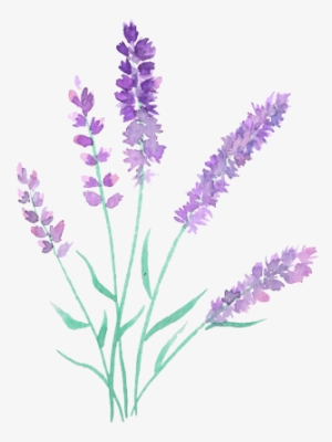 Sprigs Lavender2-4 - Watercolor Painting
