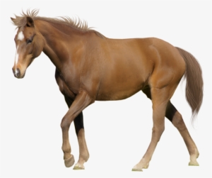 Download - Horse Transparent Background