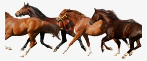 Horse Png Transparent Hd Wallpapers For Android - Horse Png