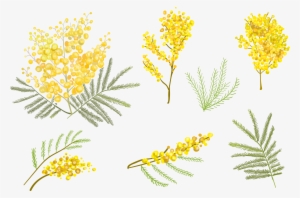 Goldenrod Drawing Watercolor - Yellow Flower Vector Png