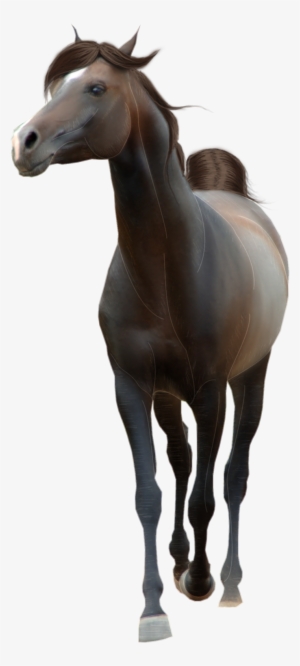 Horse Png Transparent Background