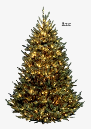 Christmas Tree Free Png Image - Real Christmas Tree Png