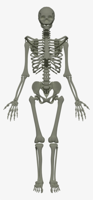 201805 Human Skeleton - Struktur Manusia - 1920x1920 PNG Download - PNGkit