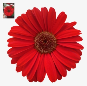 Daisy Png Photos - Margaritas De Colores Png