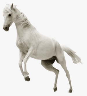 White Horse Png - White Horse Transparent Background