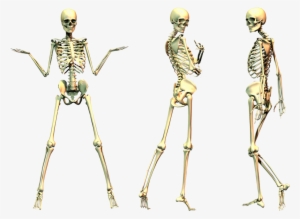 Free Icons Png - Bones Transparent