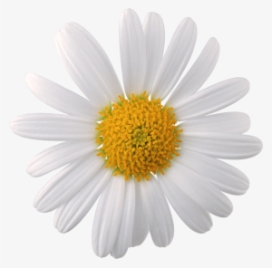 Daisy Flower Png Jpg Transparent Download - Camomile Png