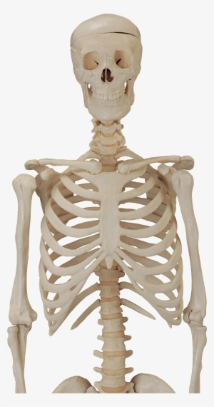 Body Skeleton - Skeleton Png For Picsart