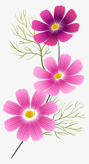 Tubes Fleurs - Cosmos Flower Art Clip