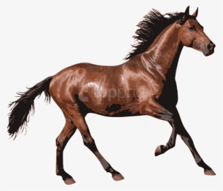 Brown Race Horse - Horse Transparent