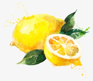 Watercolor Painting Royalty Free - Lemon Watercolor Vector Free