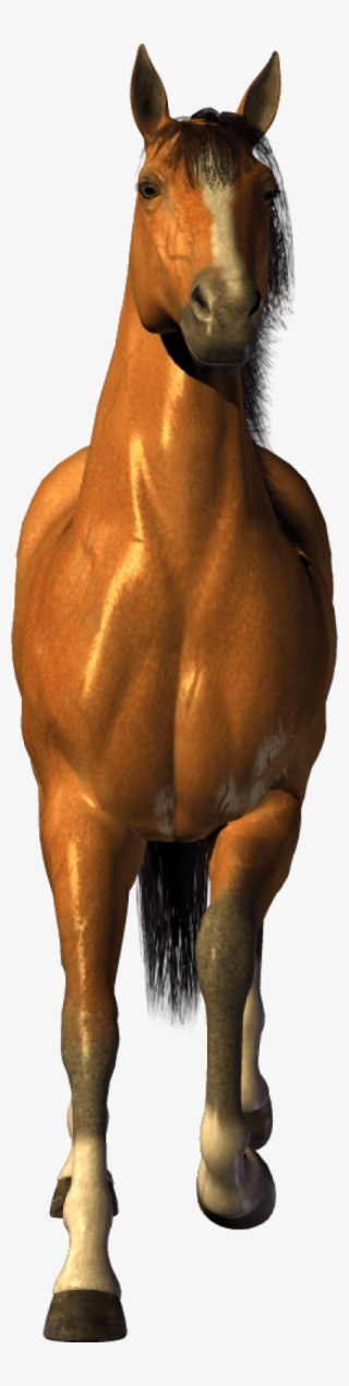 Best Free Horse Png Picture - Transparent Background Horse Png