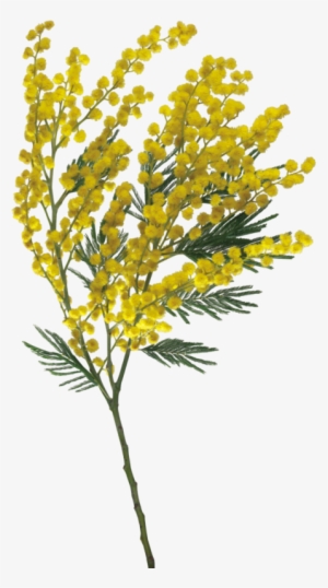 Goldenrod Drawing Watercolor Clip Art Freeuse Stock - Per La Festa Della Donna