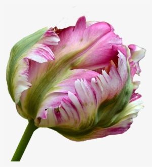 Tulip-1978165 640 - Soft Pink Parrot Tulip Pink
