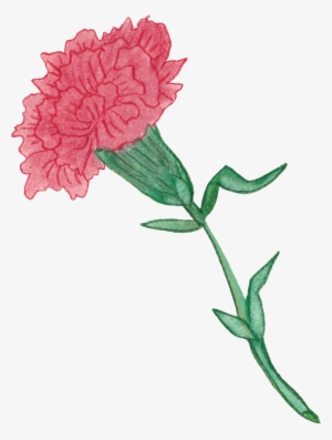 This Carnation Started With Watercolor And Then Finished - Drawing